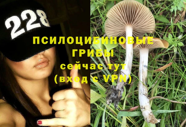 прущие грибы Вязники